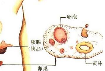 取卵后第二个月会正常排卵吗，探究与解析