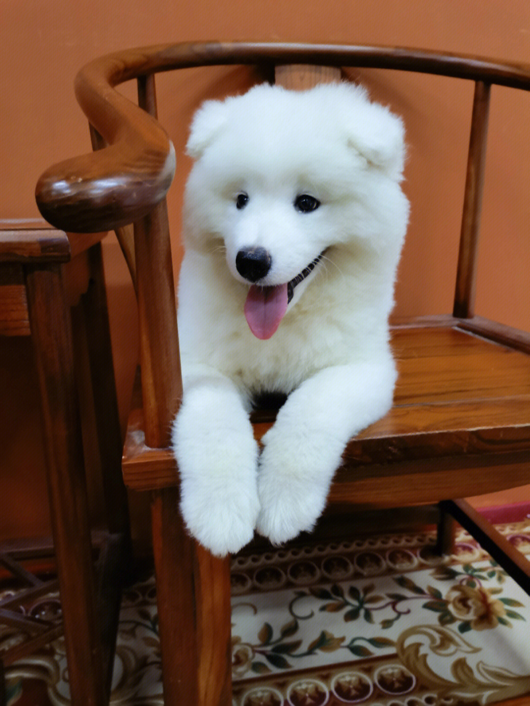 四个月萨摩耶犬的成长之旅，图片记录美好瞬间